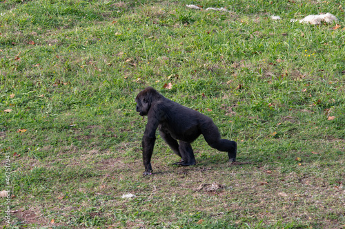 Fotografija Gorilla, the herbivorous primate of the forests of Africa.