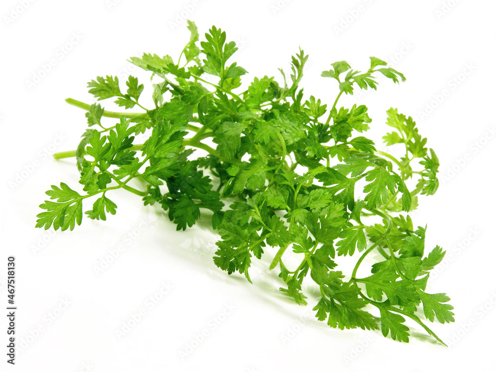 Obraz premium Chervil on white Background Isolated