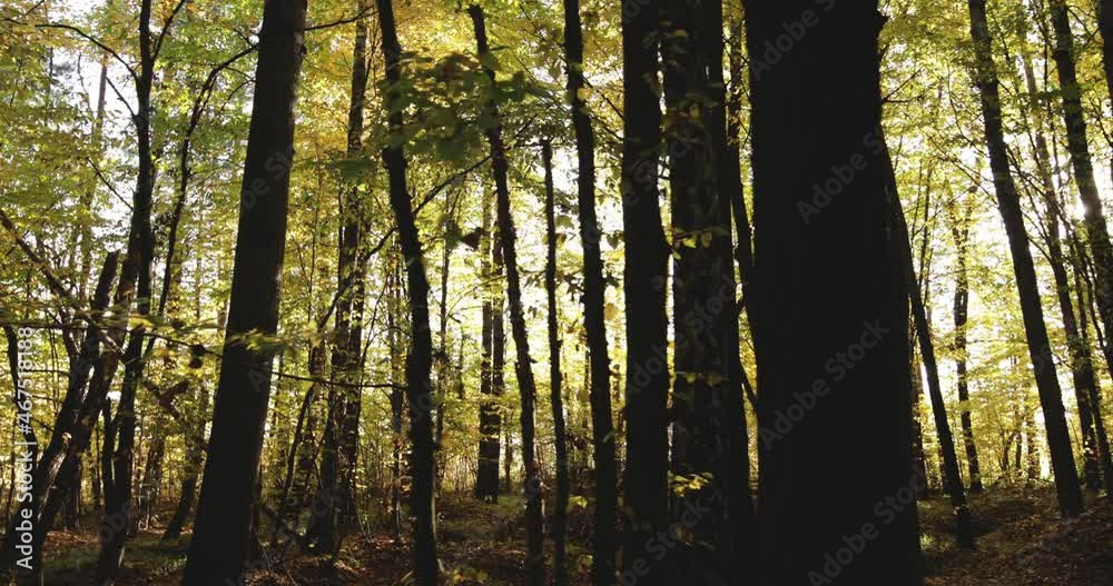 Morning fog in the autumn beech forest. Morning fog in the autumn beech forest.