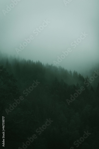 Nebel Wald Düster Wolken Dunkel
