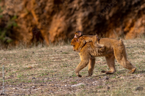 Macaca sylvanus, Gibraltar monkey or Barbary macaque. photo