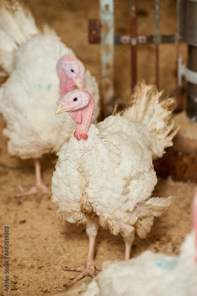 Foto de A closeup of a turkey in a pen, raised in captivity. Poultry