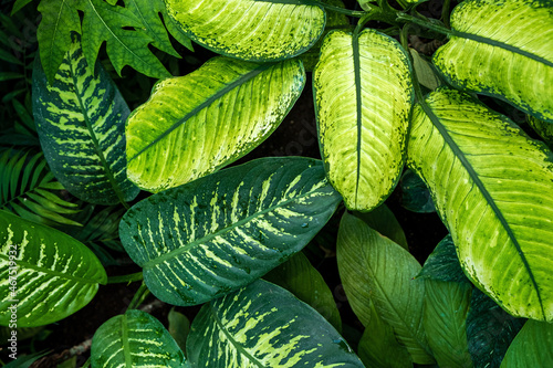 Green leaves of dieffenbachia plant