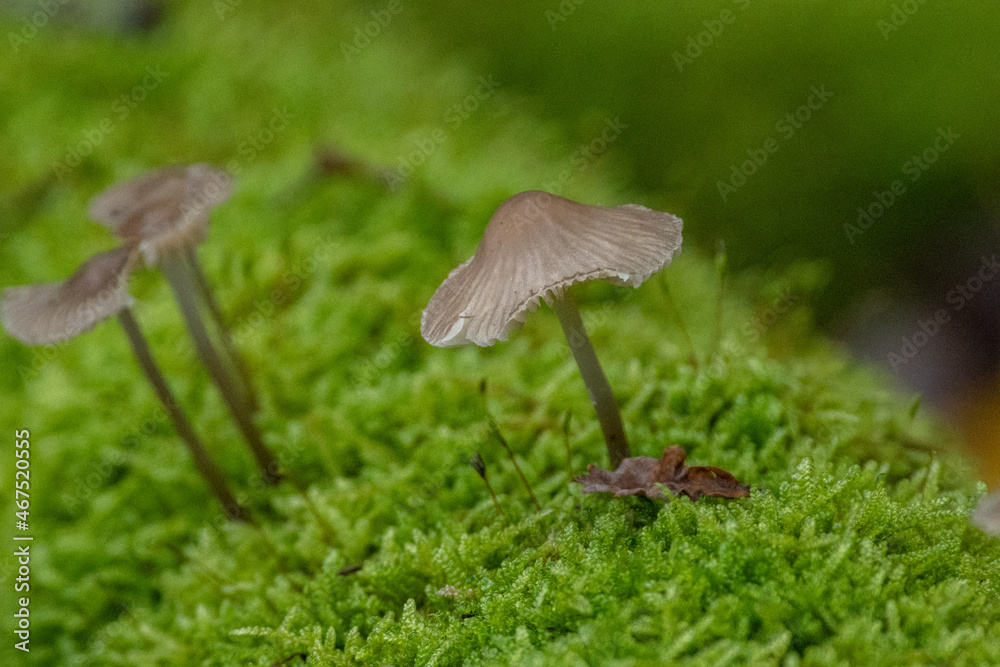 Champignons d'automne Champignons d'automne