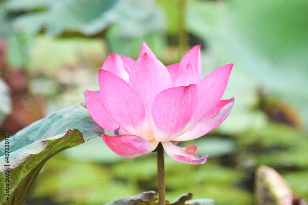 Beautiful pink waterlily or lotus flower in pond. Beautiful pink waterlily or lotus flower in pond.