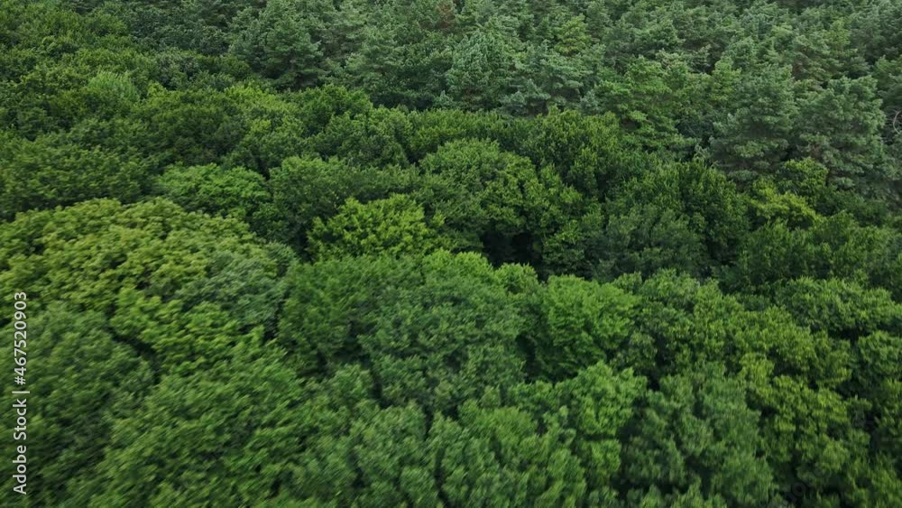 Aerial view of green pine trees of heavy forest. Wind shakes the wild pines Aerial view of green pine trees of heavy forest. Wind shakes the wild pines