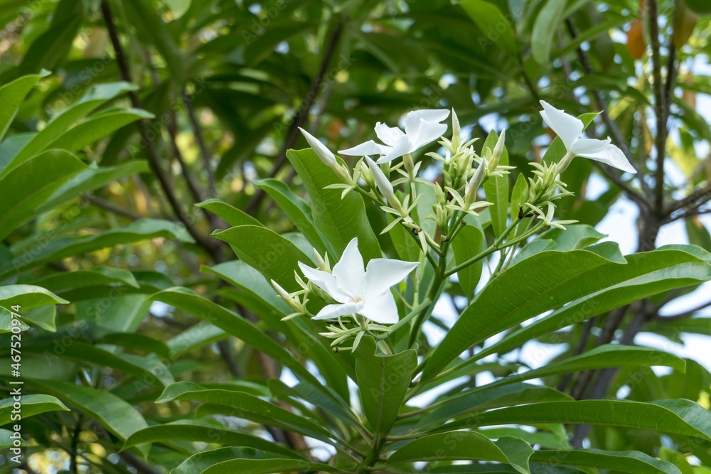 White flower on tree