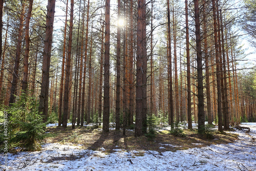 Obraz premium abstract seasonal landscape early spring in forest, sun rays and glare nature view
