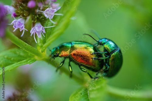 Pair of metallic green beetles in cop, in the family Chrysomelidae, the leaf beetles