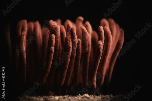 plasmodium mold fungi, microscope close-up little life, unusual fungi mold in the forest photo