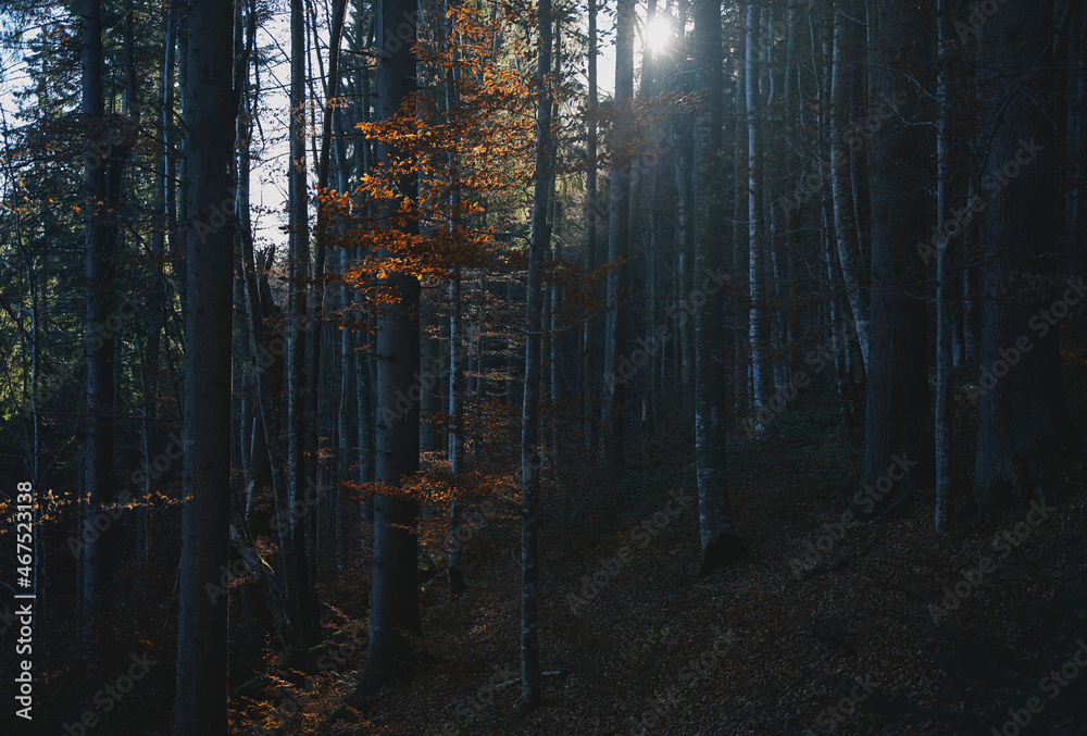 Beech forest in autumn. Yellow leaves on the trees. Ukrainian Carpathian mountains. Autumn in the mountains. Beech forest in autumn. Yellow leaves on the trees. Ukrainian Carpathian mountains. Autumn in the mountains.