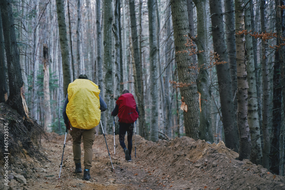 Tourists with backpacks go through the autumn beech forest. Ukrainian Carpathian mountains. Tourists with backpacks go through the autumn beech forest. Ukrainian Carpathian mountains.