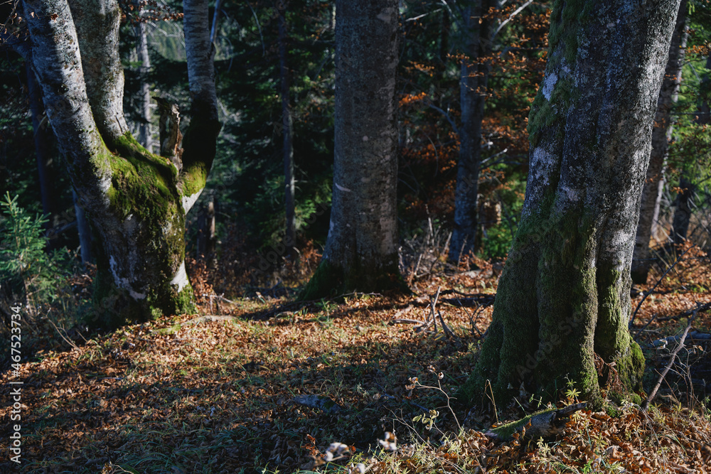 Beech forest in autumn. Yellow leaves on the trees. Ukrainian Carpathian mountains. Autumn in the mountains. Beech forest in autumn. Yellow leaves on the trees. Ukrainian Carpathian mountains. Autumn in the mountains.
