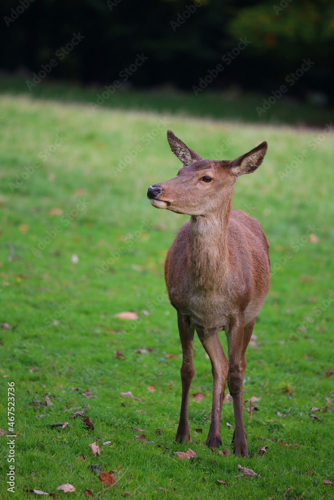 Deer in The forest of Germany
Bad Marienberg Deer in The forest of Germany
Bad Marienberg