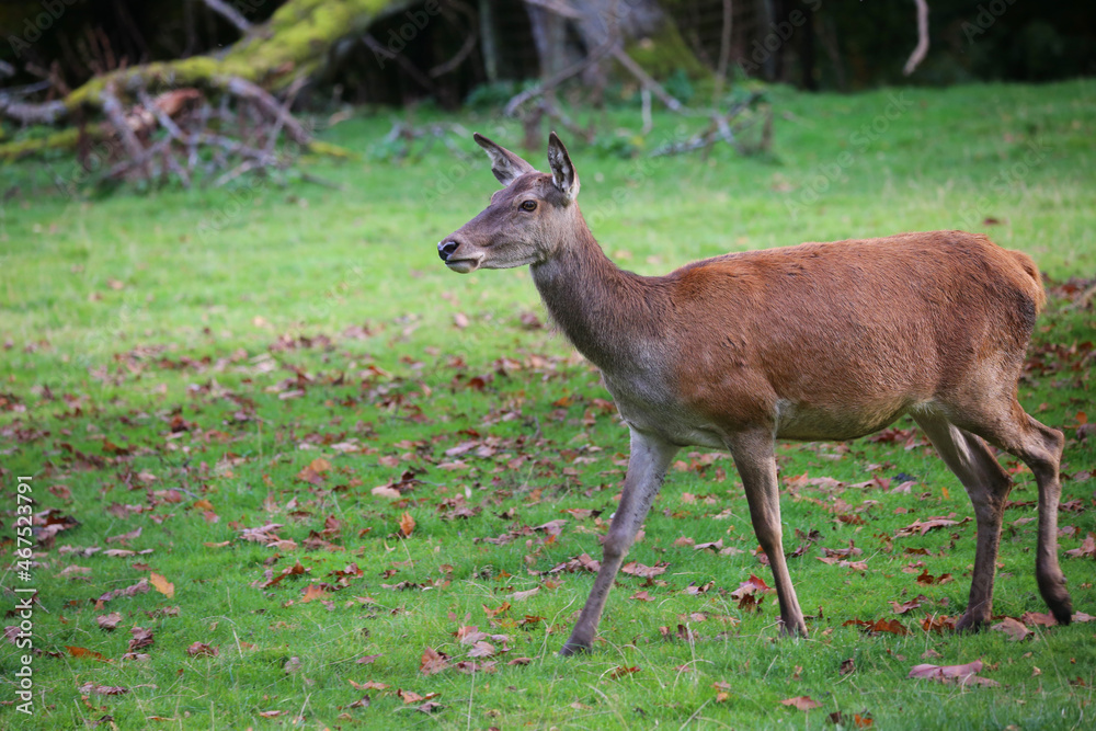 Deer in The forest of Germany
Bad Marienberg Deer in The forest of Germany
Bad Marienberg