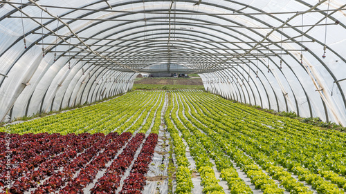 Culture de salades sous serres