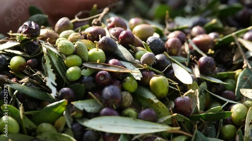Raccolta manuale delle olive, tipica tradizione italiana. 
Le olive raccolte con le reti pronte per il frantoio