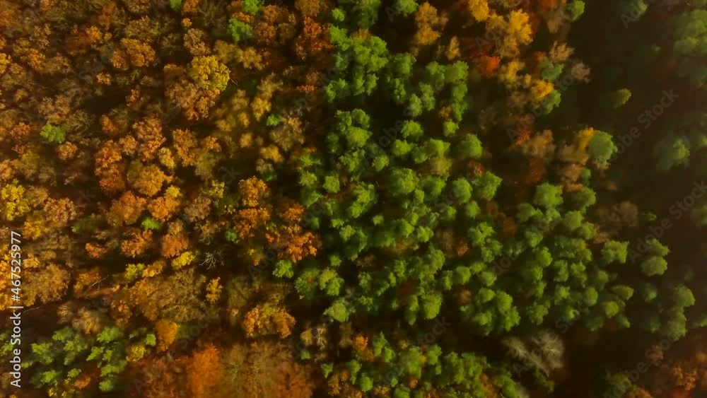 4k top down video with autumnal trees in forest. 4k top down video with autumnal trees in forest.