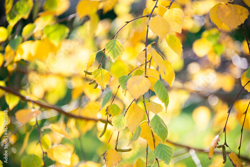 Colorful autumn trees branches with yellow leaves  nature in fall