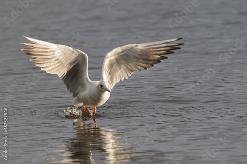 Gull about to fly