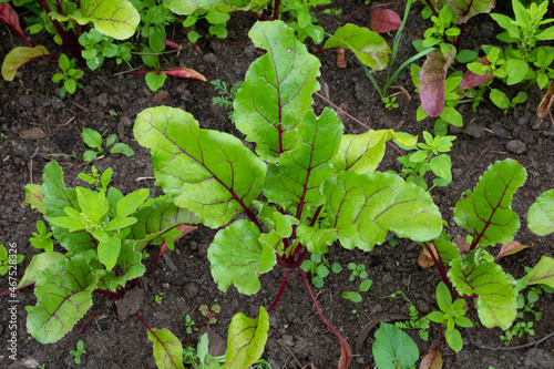 A row of beet root leaves. Organic green red young beet leaves close-up in the garden. The foliage of beet sprouts, a fresh plant growing against the background of the soil