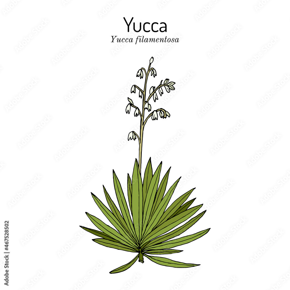 Yucca Thread Adams needle and thread Yucca filamentosa , ornamental and edible plant ...