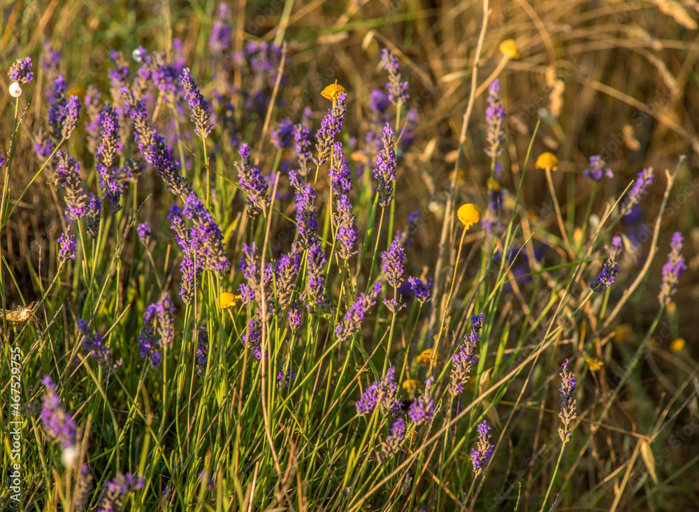 Naklejka premium Lavande en fleur à Valensole, Alpes-de-Haute-Provence, France
