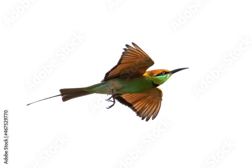 Image of chestnut-headed bee-eater bird (Merops leschenaulti) flying on a white background. Birds. Animals.