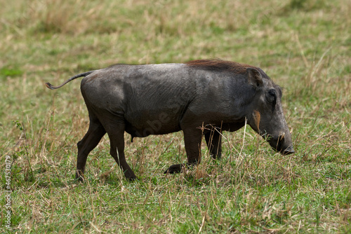 Adult common warthog roaming the African savannah in the Masai Mara nature reserve of Kenya