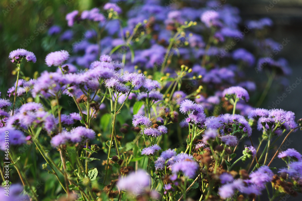 Obraz premium purple flower ageratum flowerbed