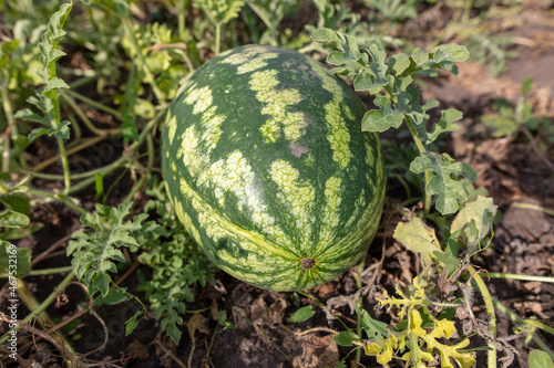 Ripe watermelon on the ground in the garden.