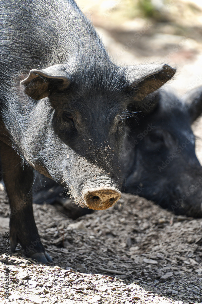 Corsican pigs in the mountain Corsican pigs in the mountain