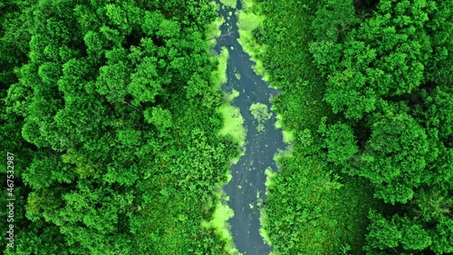 Wallpaper Mural Amazing river and green forest in summer. Torontodigital.ca