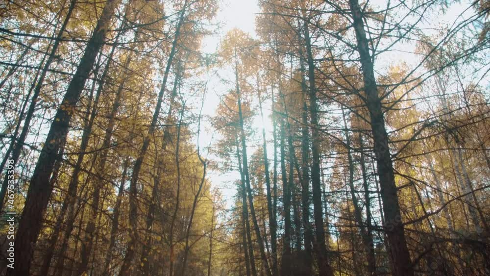 Smooth Camera Movement in the Autumn Forest. Tree Trunks, Yellow Leaves, Tree Branch. Autumn Forest of Larch Trees, Yellow Larch Trees. The Sun Shines Through the Branches of the Trees Smooth Camera Movement in the Autumn Forest. Tree Trunks, Yellow Leaves, Tree Branch. Autumn Forest of Larch Trees, Yellow Larch Trees. The Sun Shines Through the Branches of the Trees