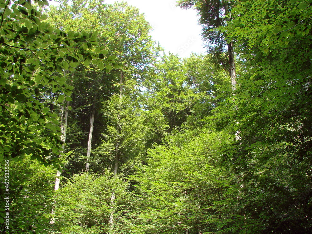 Bottom view of the sun's rays reflected on the thick tops of forest trees. Bottom view of the sun's rays reflected on the thick tops of forest trees.