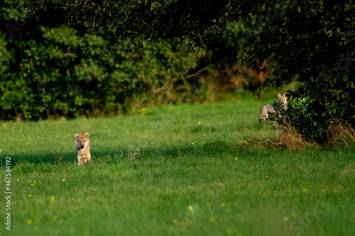 Fototapeta samoprzylepna młode wilki na letniej łące