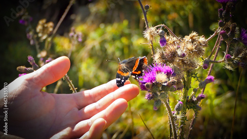 Schmetterling flieg