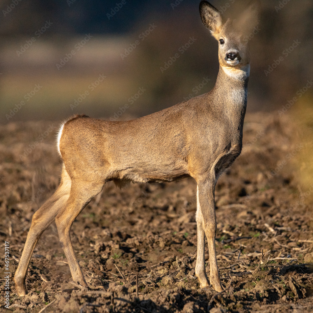 Fototapeta premium Sarny na jesiennym polu w słoneczny dzień