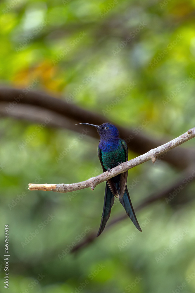 Fototapeta premium The swallow-tailed hummingbird perched on a branch of a tree in the forest. Its tail resembles scissors. The specie Eupetomena macroura also know the Beija-flor Tesosura. Birdwatching. Animal World.