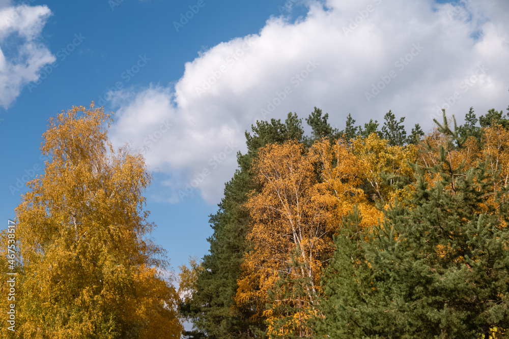 Birch trees with yellow leaves next to fir trees in autumn. Blue sky with clouds
