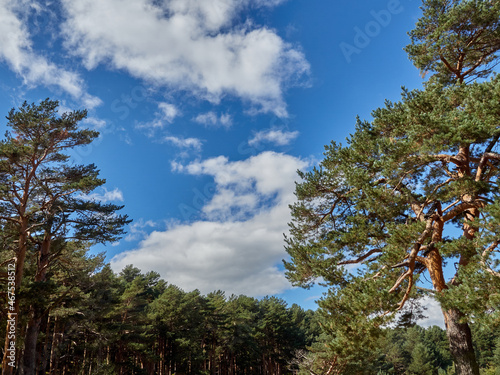 Nature background. Green, blue and white colors in a landscape of tall pine trees and big white clouds in a bright sky of a summer day. Guadarrama mountains, province of Madrid, Spain. Europe
