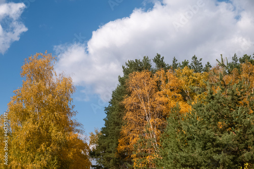Birch trees with yellow leaves next to fir trees in autumn. Blue sky with clouds
