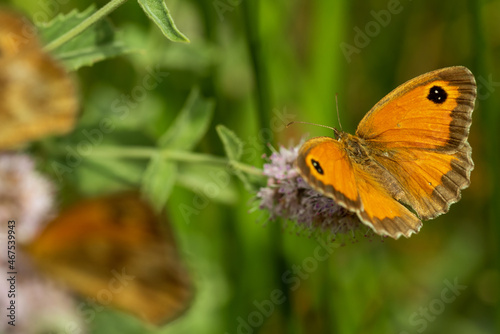 The gatekeeper butterfly sits on a flower with wide-spread wings.