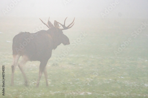 Dzika natura w Polsce, dzikie zwierzęta w naturalnym pejzażu