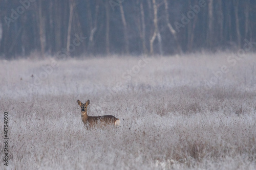 Dzika natura w Polsce, dzikie zwierzęta w naturalnym pejzażu