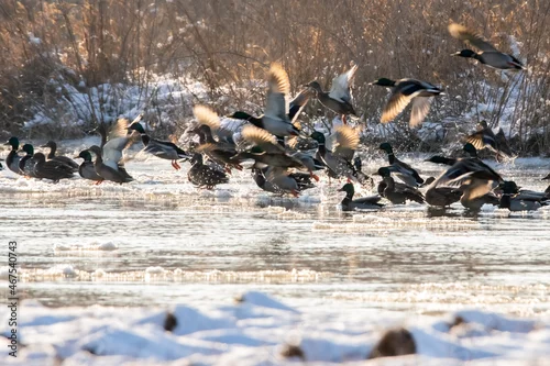 Obraz Dzika natura w Polsce, dzikie zwierzęta w naturalnym pejzażu
