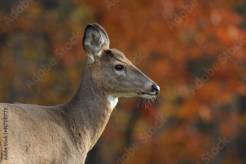 Cerf de Virginie en situation hivernale et automnale dans un parc national au Québec