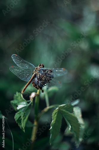 Dragonfly. Flight. Wings. Dragonfly on a flower. On the fly.