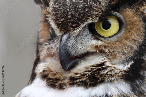 Grand Duc d'Amérique en centre de réadaptation pour oiseaux de proies