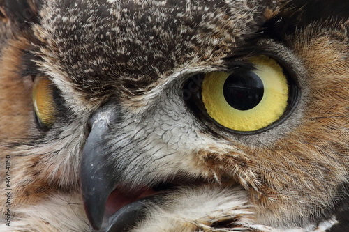 Grand Duc d'Amérique en centre de réadaptation pour oiseaux de proies